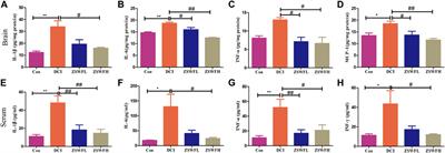 Zi Shen Wan Fang Attenuates Neuroinflammation and Cognitive Function Via Remodeling the Gut Microbiota in Diabetes-Induced Cognitive Impairment Mice